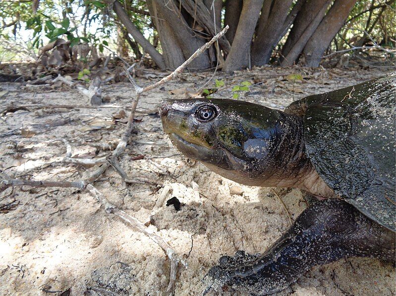 File:Peltocephalus dumerilianus Tapajos.jpg