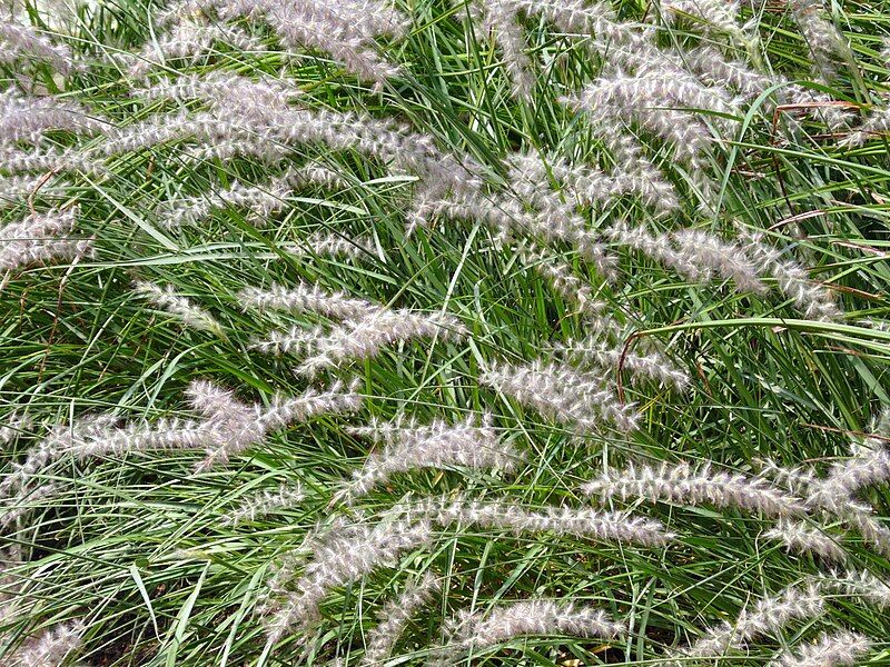 File:Pennisetum orientale.jpg