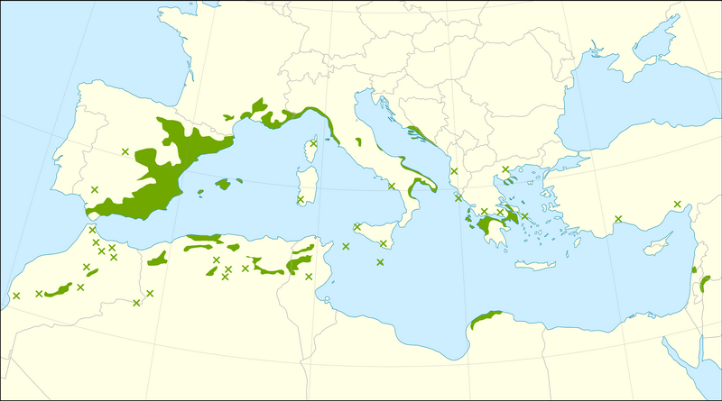 File:Pinus halepensis range.png