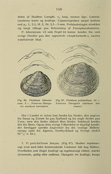 File:PisidiumHibernicumPulchellumDanmarksFauna.jpg