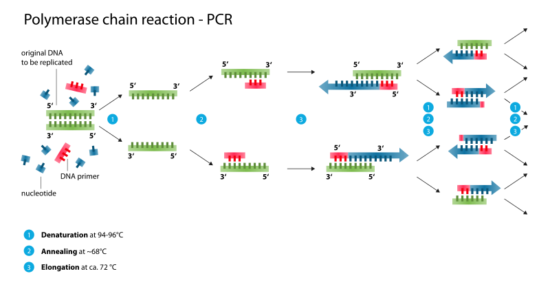 File:Polymerase chain reaction.svg