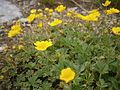 Potentilla crantzii