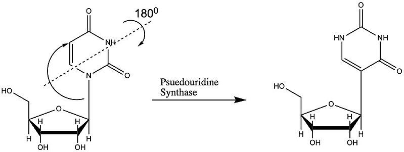 File:Pseudouridine-synthase.jpg