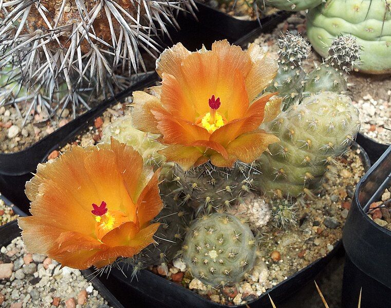 File:Pterocactus hickenii 04.jpg