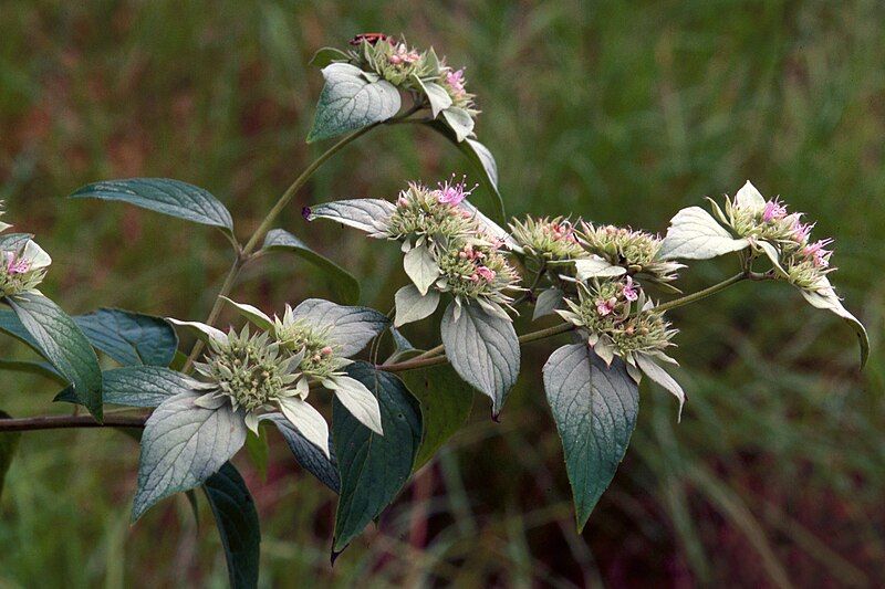 File:Pycnanthemum incanum UGA1120218.jpg