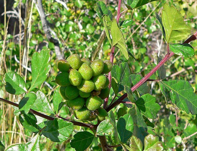 File:Rhus trilobata 1.jpg