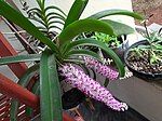 Flowers of Rhynchostylis retusa