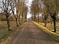 Road towards Bridvaišis lake on autumn