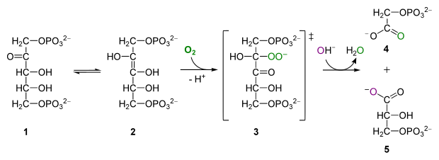 File:RuBisCO reaction O2.svg