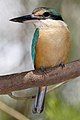 Sacred Kingfisher