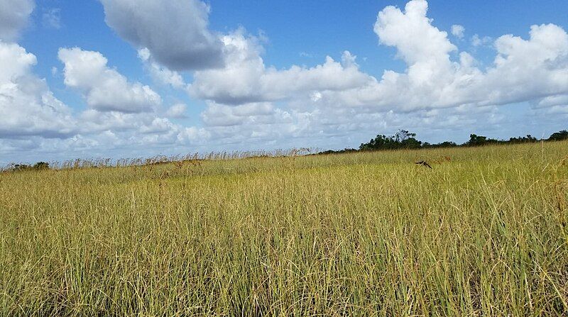 File:Sawgrass prairie.jpg