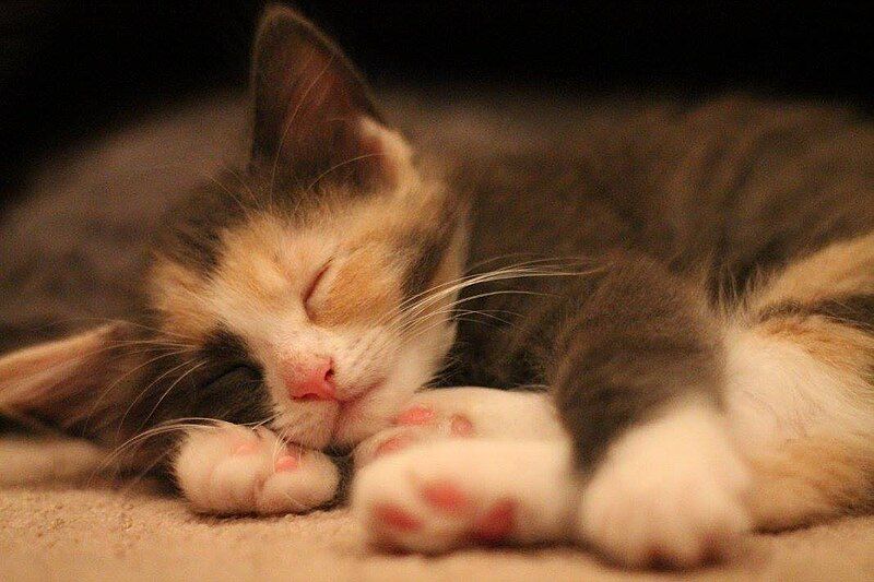 File:Sleeping calico kitten.jpg