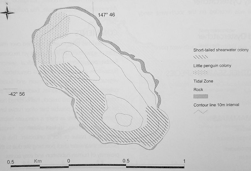 File:Smooth Island seabirds.jpg