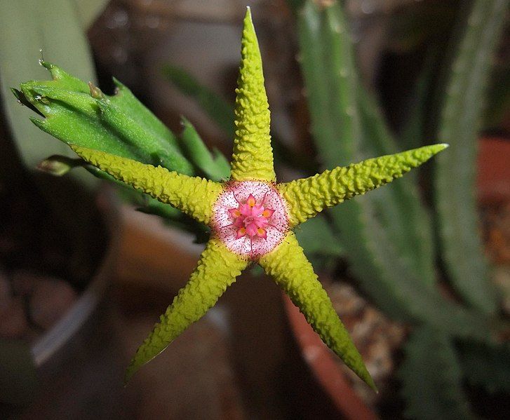 File:StapeliaFlavopurpureaFlower.jpg