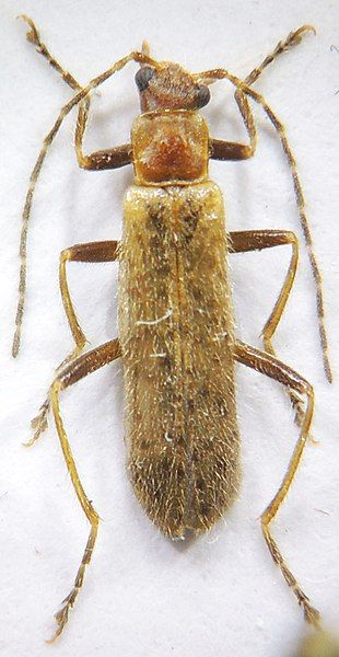 File:Stenothemus cou.jpg