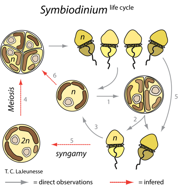 File:Symbiodinium Life Cycle.png