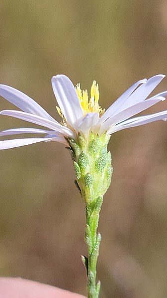 File:Symphyotrichum adnatum 167975232.jpg