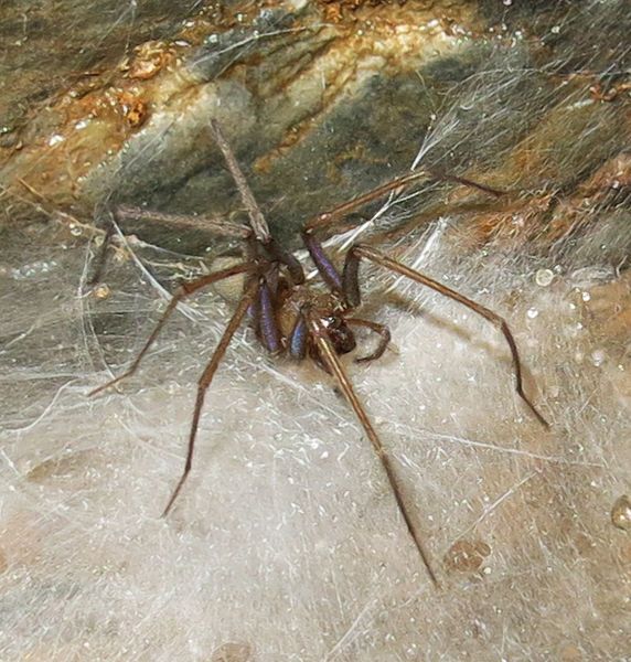 File:Tegenaria zamanii.jpg