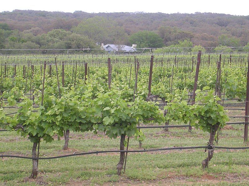 File:Texas Hills vineyard.jpg