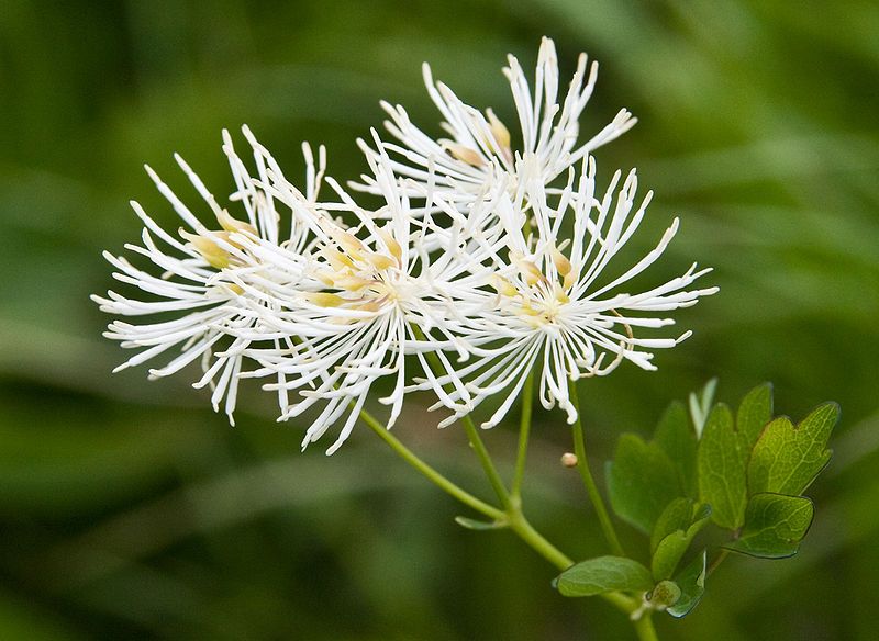 File:Thalictrum aquilegifolium 02.jpg