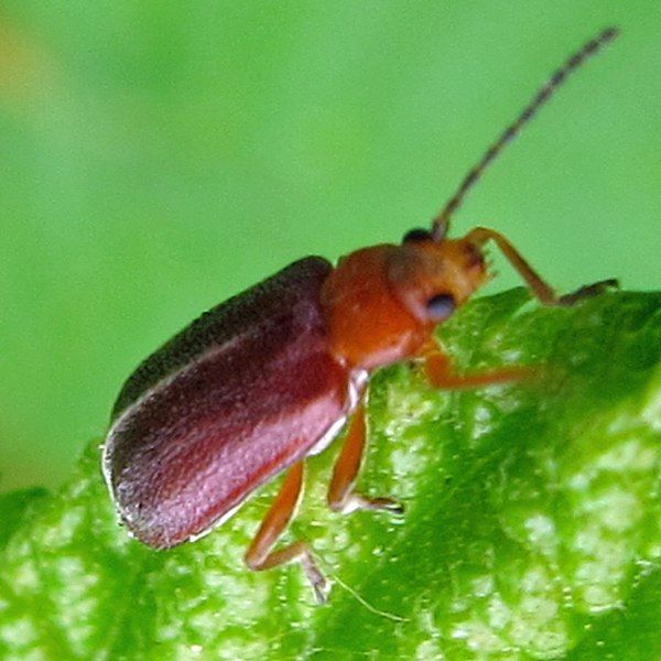 File:Tricholochmaea cavicollis.jpg