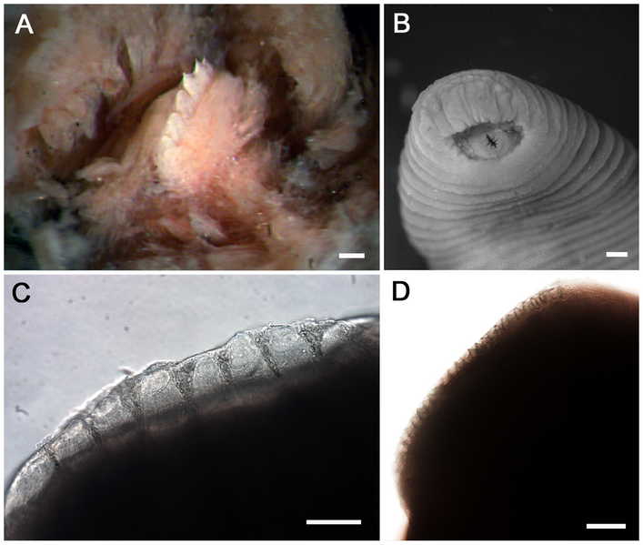 File:Tyrannobdella rex teeth.png