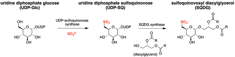 File:UDPGlc-to-SQDG.tif