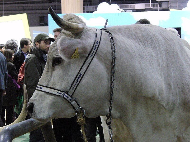 File:Vache-mirandaise SDA2013.JPG