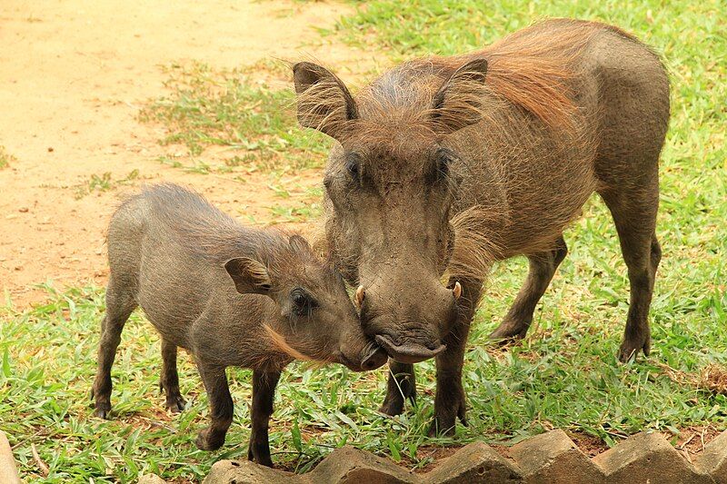 File:Warthog Uganda.JPG