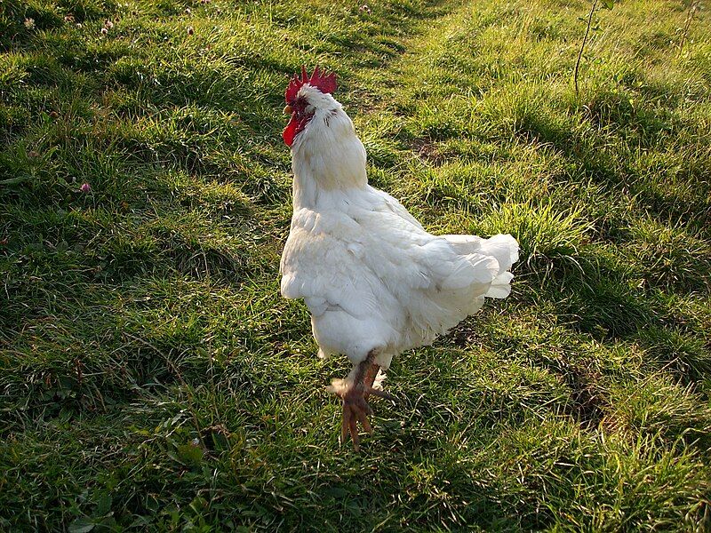 File:White cock.jpg