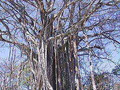 Mature fig standing above the surrounding forest