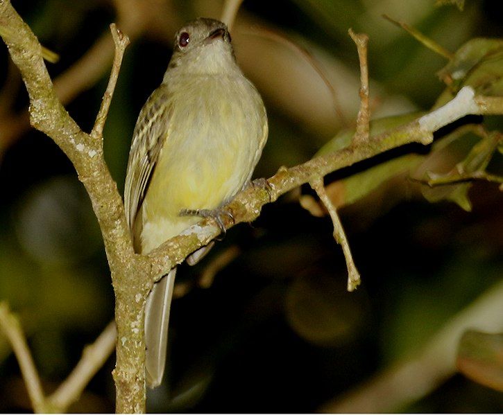 File:Yellow-crowned Elaenia.jpg