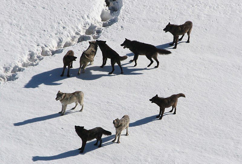 File:Yellowstone Wolves.jpg