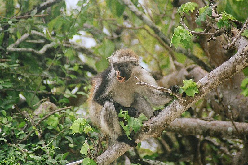 File:Zanzibar Red Colobus.jpg