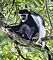 Singapore Zoo Mantled Guereza