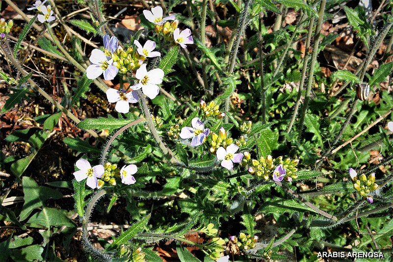 File:ARABIS Hirsuta.jpg