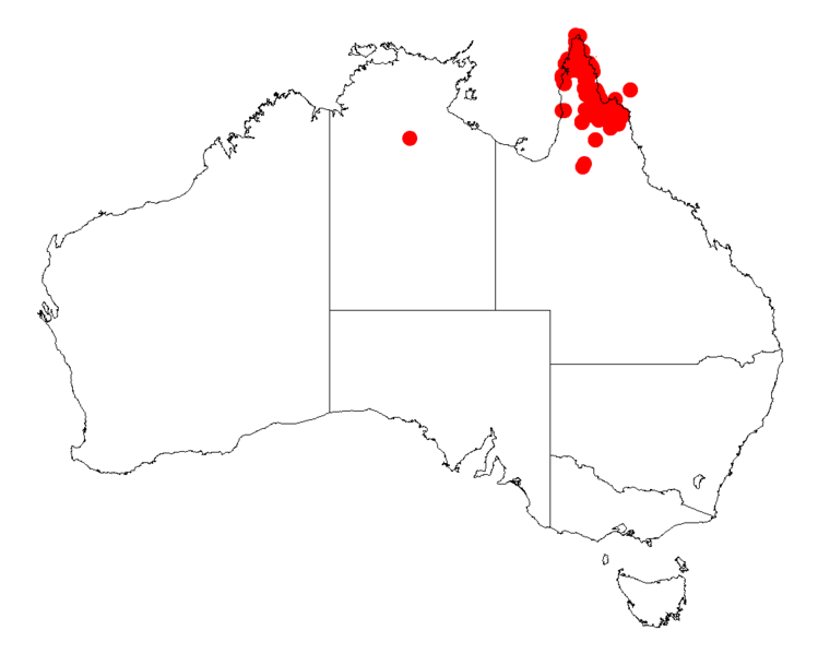 File:Acacia rothiiDistMap779.png