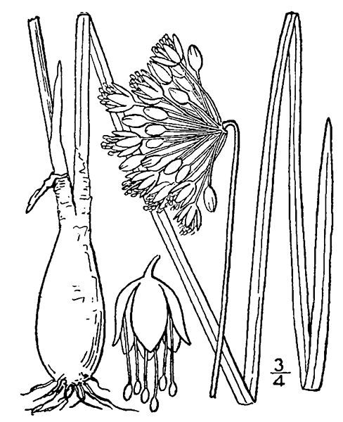 File:Allium cernuum BB.jpg