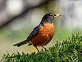 Image 7American robin