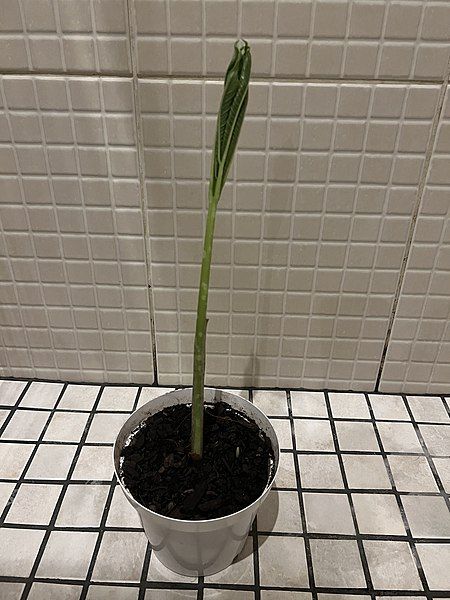 File:Amorphophallus seedling.jpg