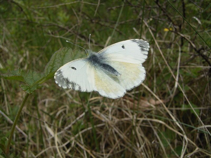 File:Anthocharis cardamines vrouwtje.jpg