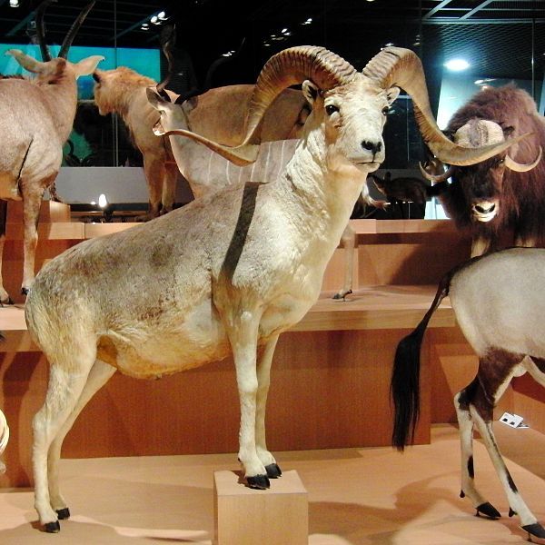 File:Argali Stuffed specimen.jpg