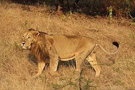 Male Asiatic lion in Gir Forest National Park, Gujarat