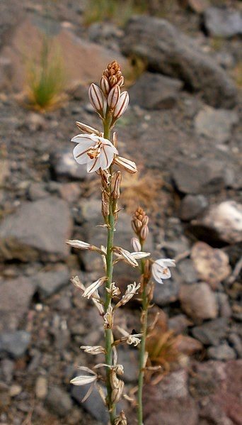 File:Asphodelus tenuifolius 003.jpg