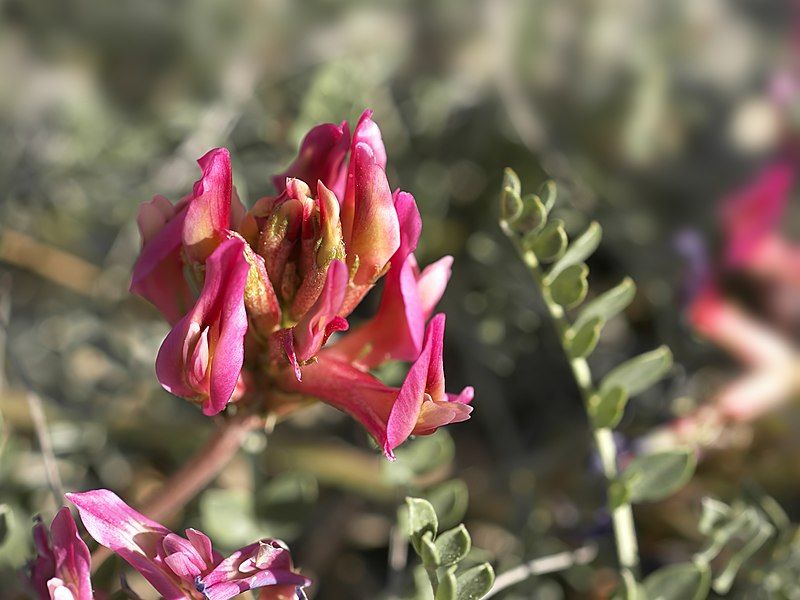 File:Astragalus monspessulanus (flower).jpg