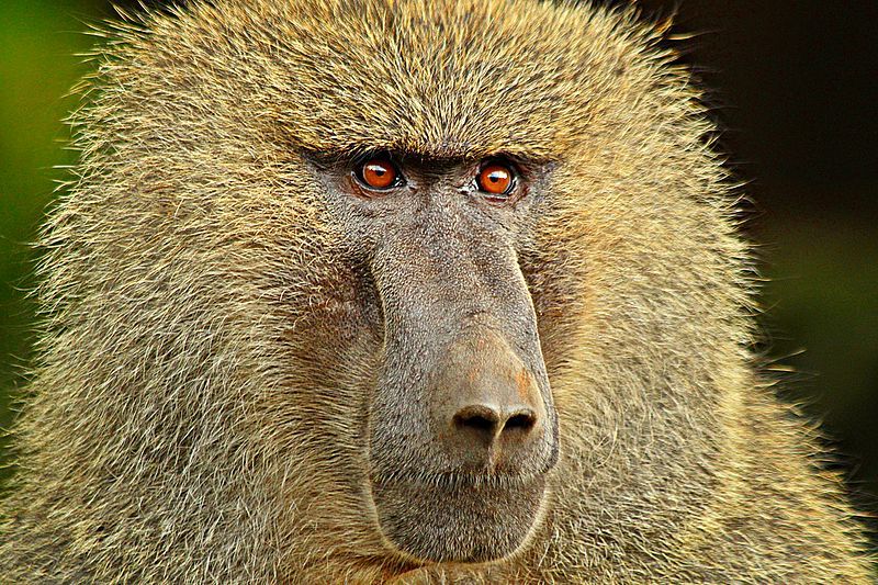 File:BABOON-e.JPG