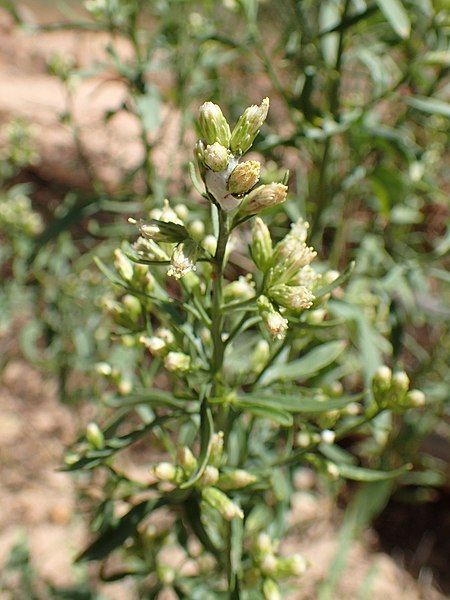 File:Baccharis salicina kz03.jpg