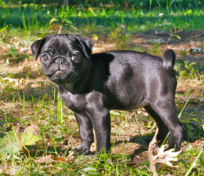 File:Black pug puppy.png