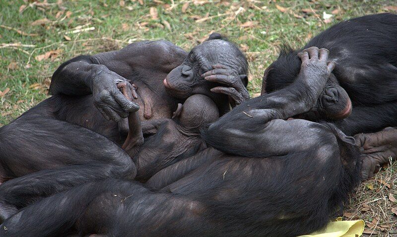 File:Bonobo group hug.jpg