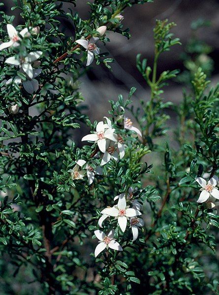 File:Boronia eriantha.jpg